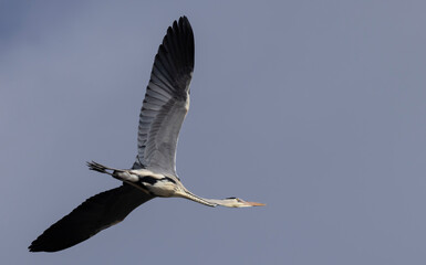Graureiher im Flug