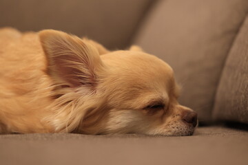 ロングコートチワワ