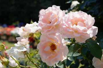 神代植物園、神代、植物園、公園、5月、花、日本、東京、植物、自然、バラ、ばら、薔薇、咲く、春、野外、空、青、ピンク、緑、ナチュラル、美しい、可愛い、可憐、綺麗、青空、晴れ、