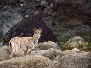 himalayan blue sheep on the cliffs jumping
