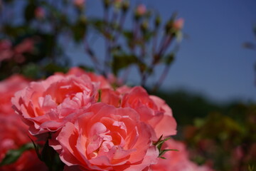 神代植物園、神代、植物園、公園、5月、花、日本、東京、植物、自然、バラ、ばら、薔薇、咲く、春、野外、空、青、ピンク、緑、ナチュラル、美しい、可愛い、可憐、綺麗、青空、晴れ、