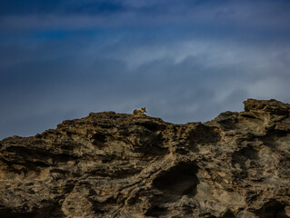 Himalayan red fox running on top of the cliffs