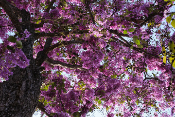 Beautiful purple flowers blooming in summer time