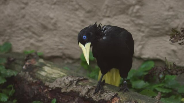  The crested oropendola is sitting on a branch tree. Psarocolius decumanus