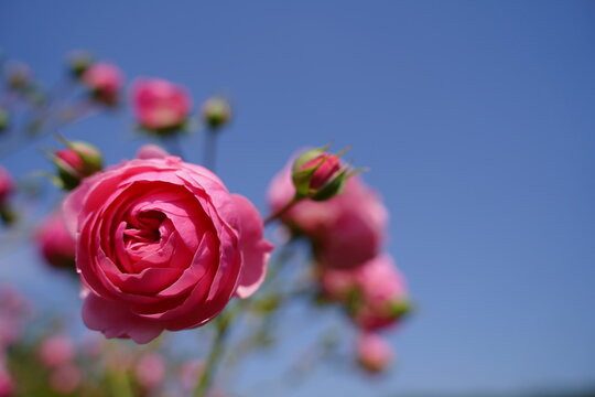 神代植物園、神代、植物園、公園、5月、花、日本、東京、植物、自然、バラ、ばら、薔薇、咲く、春、野外、空、青、ピンク、緑、ナチュラル、美しい、可愛い、可憐、綺麗、青空、晴れ、