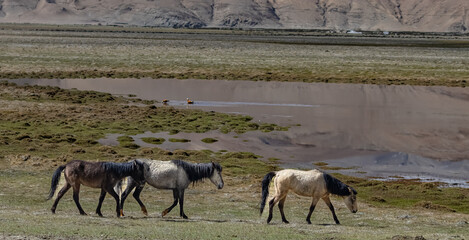 Naklejka premium wild horse in himalayan valley