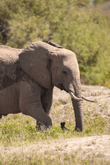 Fototapeta na wymiar African elephant, in the savannah of Kenya. Beautiful animal photographed on a safari. He walks to a waterhole in the wilds of Africa