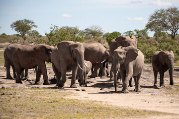 Fototapeta na wymiar African elephant, A herd of elephants moves to the next watering hole in the savannah of Kenya. Beautiful animals photographed on a safari to a waterhole in the great outdoors of Africa