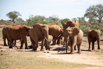 Naklejka na ściany i meble African elephant, A herd of elephants moves to the next watering hole in the savannah of Kenya. Beautiful animals photographed on a safari to a waterhole in the great outdoors of Africa