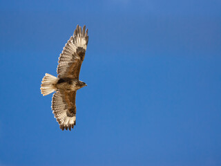 himalayan upland buzzard