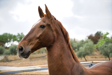 A magnificent purebred Spanish horse in a striking close-up, with its shiny reddish coat and attentive gaze conveying nobility and strength