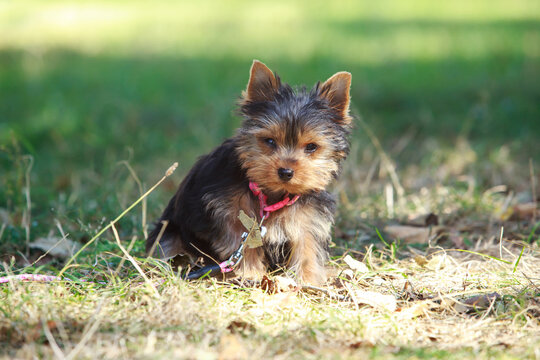 Dog breed Yorkshire Terrier