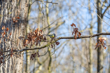 European tit on a branch, bird in forest, fall atmosphere in winter