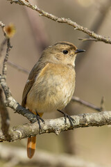 枯れた梅の木にとまる雌のジョウビタキ