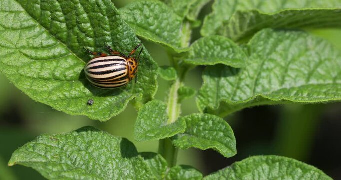 Larvae of the Colorado Beetle on the Potato bush close-up. Pest control in the garden. Insects destroying crops - Agriculture Pest.