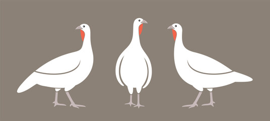 Turkey logo. Isolated turkey on white background. Bird