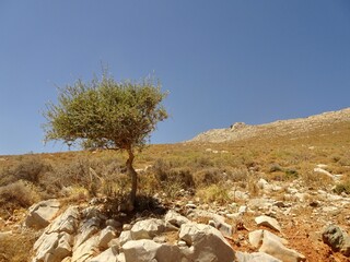 joshua tree national park