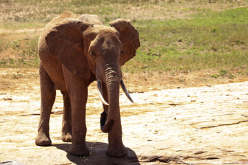 Fototapeta na wymiar African elephant at a waterhole, single elephant drinks water in the Kenyan savannah. on a safari national park Tsavo East. the so-called red elephants