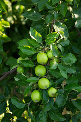 Bunch of  green apples fruit on branches in garden growing food