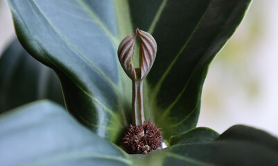 praying flower - medinilla growing leaves looking like folded hands close up