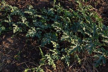 Water melon plantation s in the ground growing food outdoor