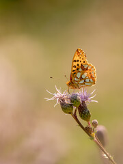 joli papillon