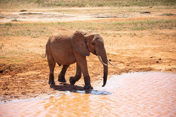 African elephant at a waterhole, single elephant drinks water in the Kenyan savannah. on a safari national park Tsavo East. the so-called red elephants