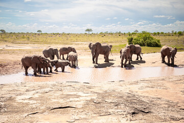 African elephant herd at a waterhole, The elephant herd drinks water in the Kenyan savannah. On a safari in Tsavo East national park. landscape shot the so-called red elephants