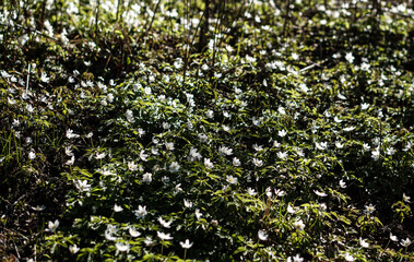 Shot of vitsippa, a typical flower of Spring season in Sweden