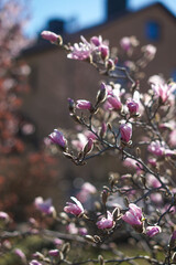 Sakura blooming in Spring in Sweden