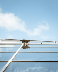 Cat walking on sky