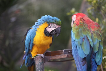 blue and yellow macaw