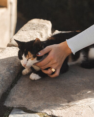 Girl petting a cat