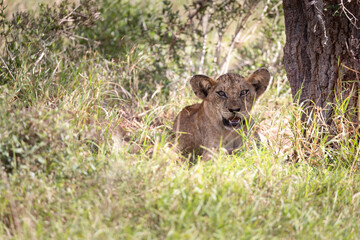 Lion pride, lion family. Mother with her cubs or babies in a pack. The savannah of Africa in Kenya, Tanzania. sweet family life with young lions in the sun