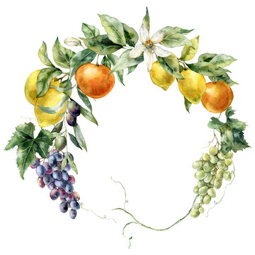 Watercolor tropical wreath of flower, ripe lemons, oranges, grapes and leaves. Hand painted branch of fresh fruits isolated on white background. Tasty food illustration for design, print, background.