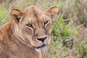 Close-up, portrait, of a lion. Female lion in the grass of the savannah of africa. Big eyes watchful look of a mother in the national park in Africa Kenya