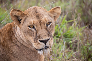 Obraz na płótnie Canvas Close-up, portrait, of a lion. Female lion in the grass of the savannah of africa. Big eyes watchful look of a mother in the national park in Africa Kenya
