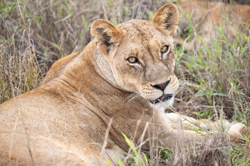 Naklejka na ściany i meble Close-up, portrait, of a lion. Female lion in the grass of the savannah of africa. Big eyes watchful look of a mother in the national park in Africa Kenya