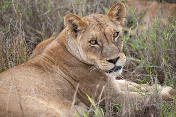 Fototapeta na wymiar Close-up, portrait, of a lion. Female lion in the grass of the savannah of africa. Big eyes watchful look of a mother in the national park in Africa Kenya