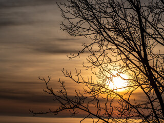 Scenic view of the silhouette of a bare tree on a cold foggy morning in February with a golden sunrise in the background.