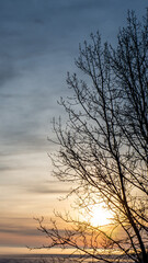 Scenic view of the silhouette of a bare tree on a cold foggy morning in February with a golden sunrise in the background.