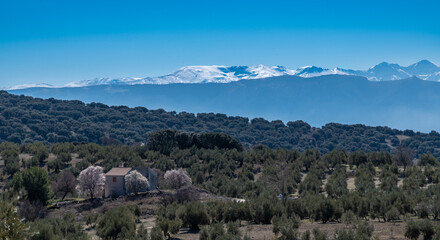 Andalusian agricultural landscape with olive groves on hills