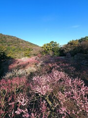 Obraz premium 栗林公園の梅林【13香川県高松市】