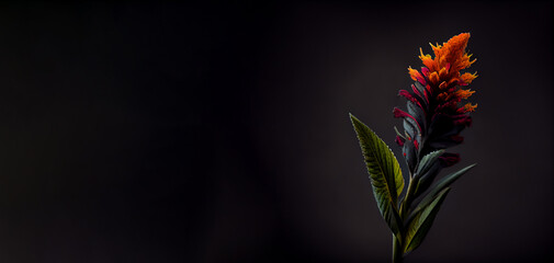 dark red celosia bloom flower in black background generative ai