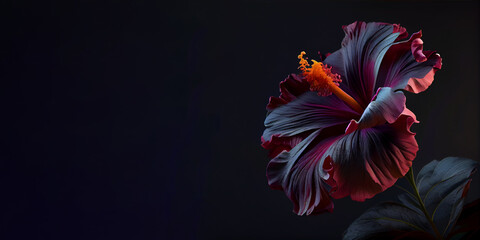 Obraz premium dark red hibiscus flower black background generative ai