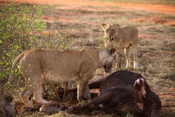 Female lion pride mauling a water buffalo in the wild. After hunting and feeding on safari. Lions in a frenzy. Kenya africa, national park