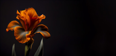Dark orange canna flower in black background generative ai - obrazy, fototapety, plakaty