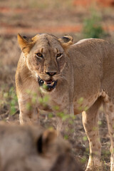 Naklejka na ściany i meble a female lion mauling a water buffalo in the wild. After hunting and eating on safari. Lions in a frenzy. lioness or mother lion kenya africa, national park