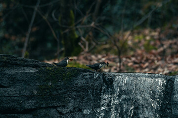 Dipper bird perched on Goit Stock waterfall