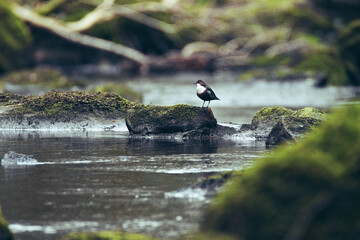 Dipper bird perched on a rock at Goit Stock waterfall
